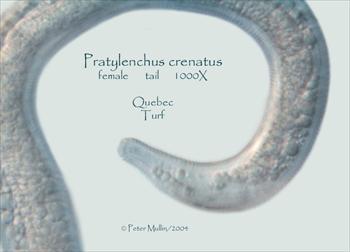 نماتد زخم ریشه غلات